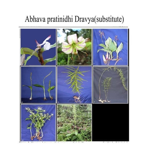 Abhava pratinidhi Dravya(substitute)_f733b099-45f4-492e-a009-2cf0b7bf387c.pptx