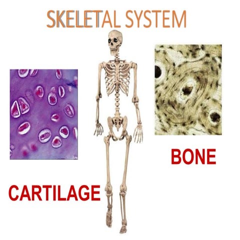 ABHI (TYPES OF  JOINTS 2).docx