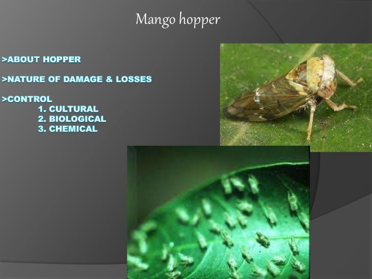 mango plant hopper