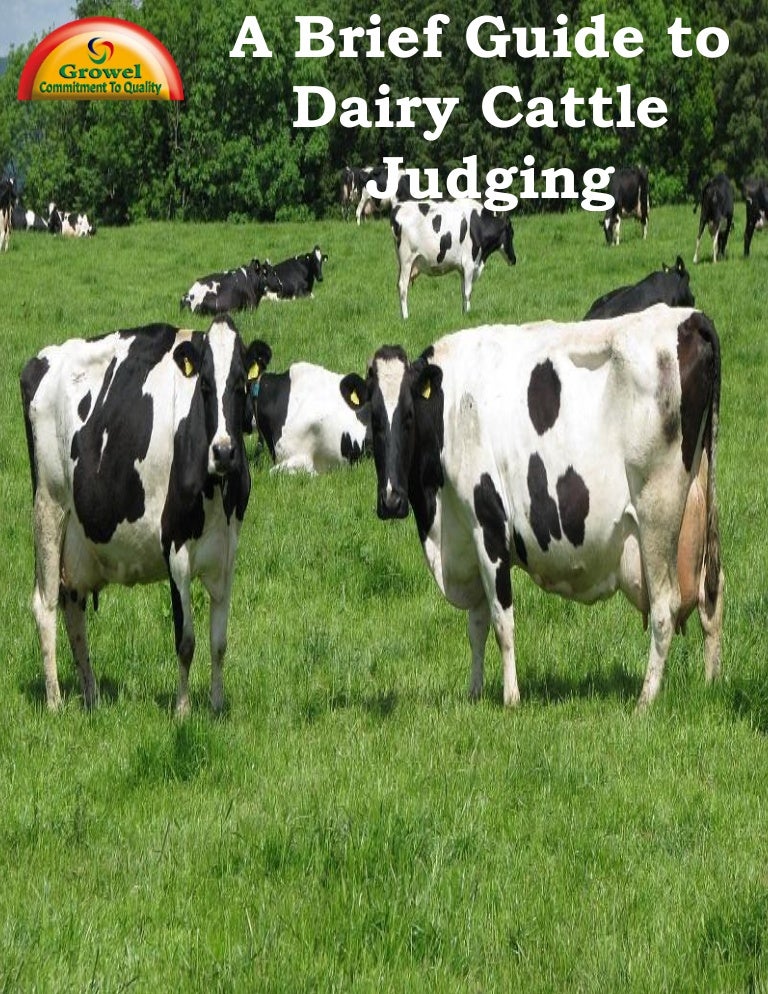 A Brief Guide to Dairy Cattle Judging