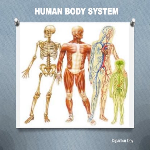 A Brief on Human Body System by Dipankar Dey