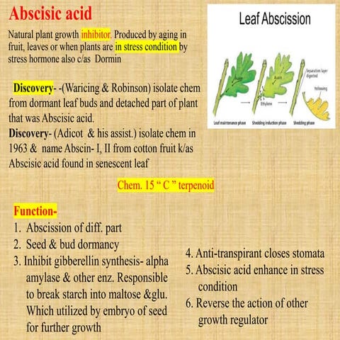Abscisic acid -  Plant growth - inhibitor