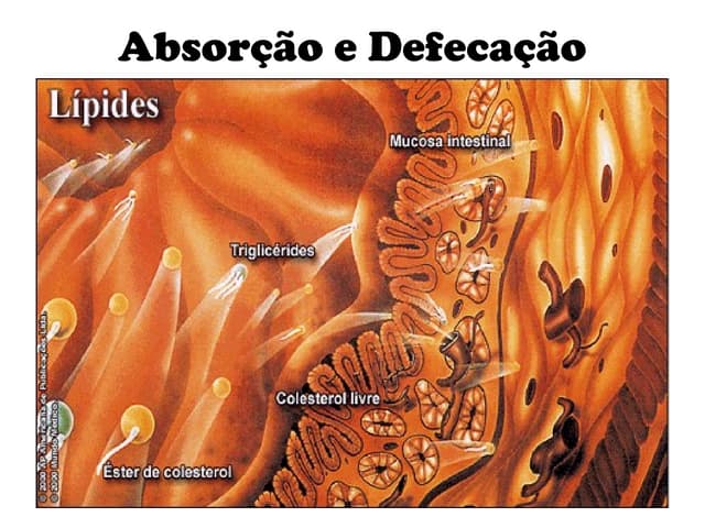 Absorção e defecação
