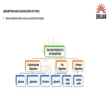 Absorption_Assimilation_Presentation.pptx