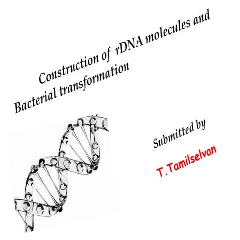 Construction of rDNA molecules and bacterial transformation