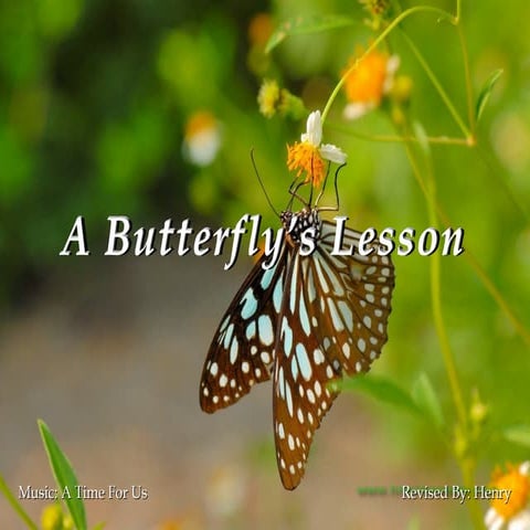 A butterfly's lesson