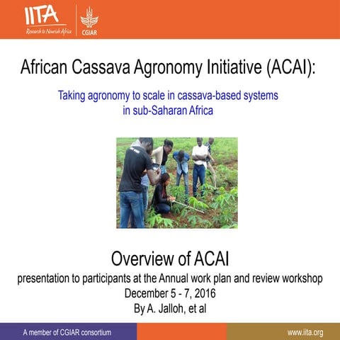 African Cassava Agronomy Initiative (ACAI): Taking agronomy to Scale in cassa...