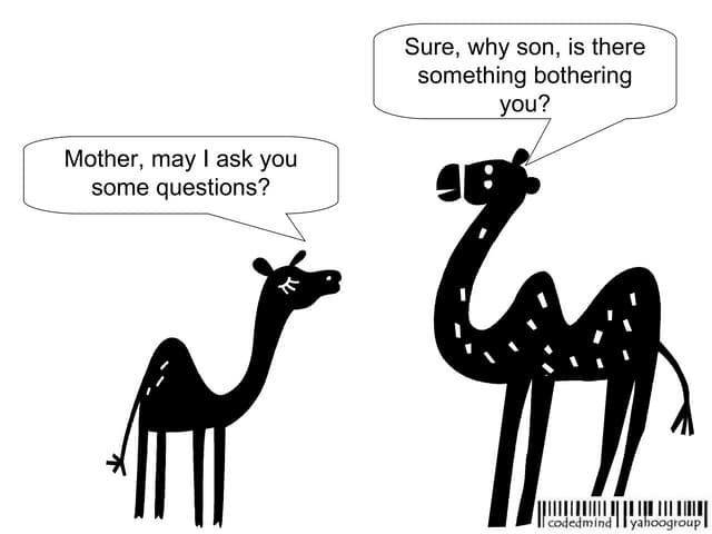 A camel story