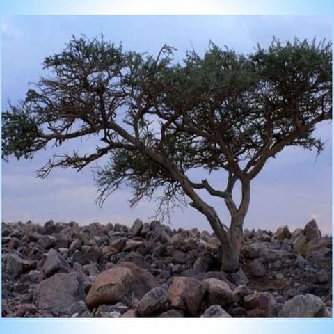 A caminho da luz   cap 12 