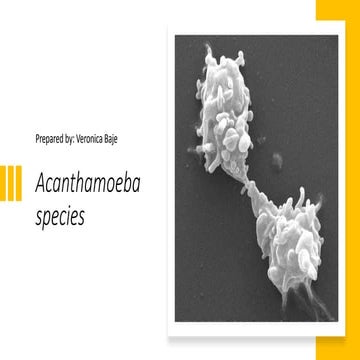 Acanthamoeba species