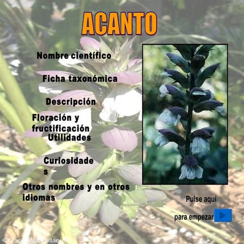 Acanto (Acanthus mollis)