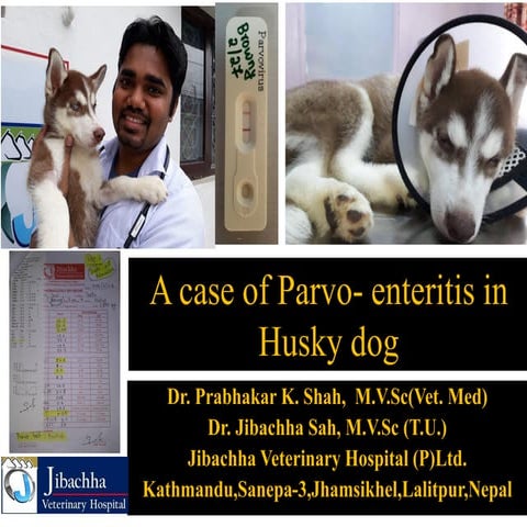 A case of parvo - enteritis in husky dog at Jibachha veterinary ...