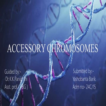 Accessory Chromosome.pptx