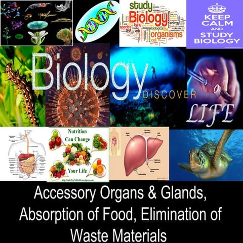 Accessory organs & glands