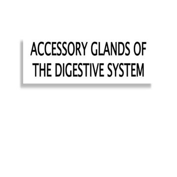 Accessory Organs of Mammalian Digestive System