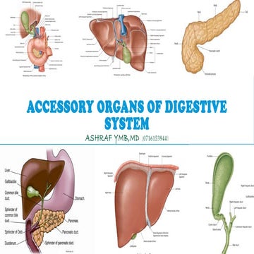 ACCESSORY ORGANS OF DIGESTIVE SYSTEM.pptx