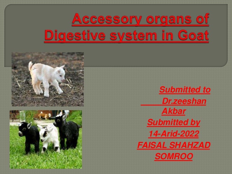 Accessory organs of digestive system in goat