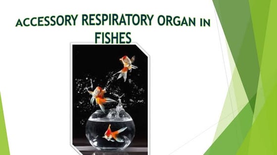 Fish respiratory system.pdf | Chemistry | Science