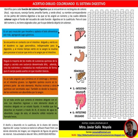 ACERTIJO-DIBUJO: COLOREANDO  EL SISTEMA DIGESTIVO HUMANO