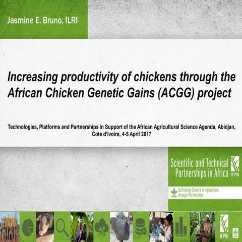 Increasing productivity of chickens through the African Chicken Genetic Gains...