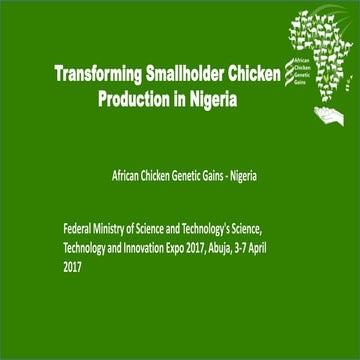 Transforming smallholder chicken production in Nigeria