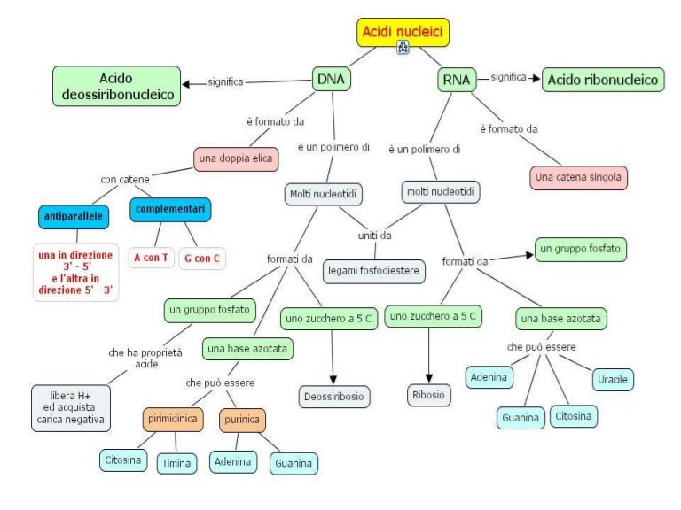 Acidi nucleici sintesi e duplicazione Acidi nucleici sintesi e duplicazione