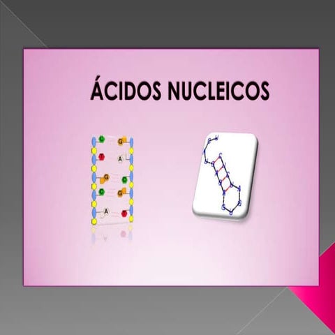Acidos Nucleicos