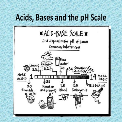Acids, bases and the p h scale