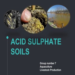 Acid sulphate soil