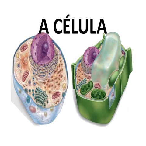 A CÉLULA.pptx