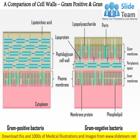 A comparison of the cell walls   gram-positive and gram-negative medical imag...