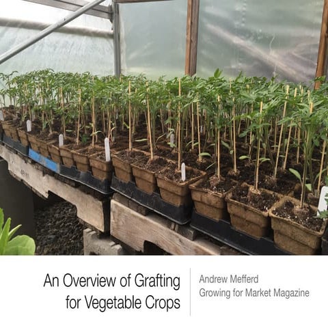 Grafting overview for vegetable crops 
