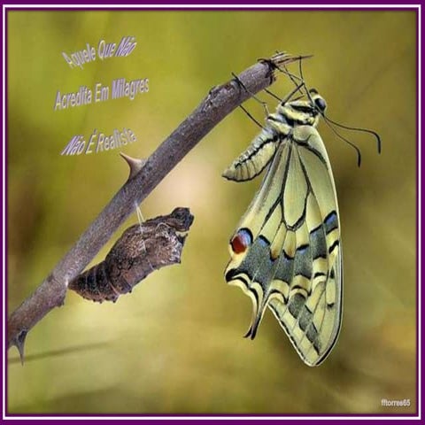 Acredita em milagres