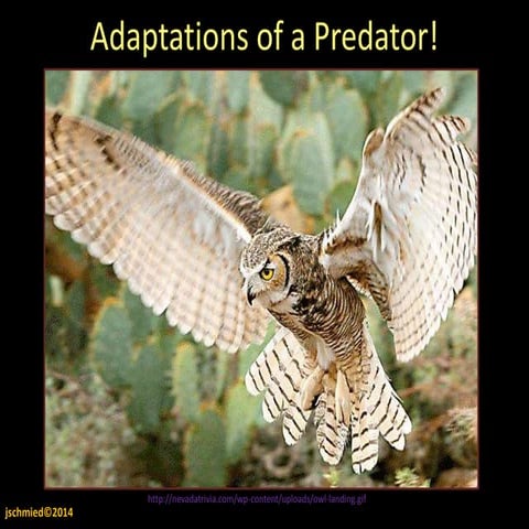 Owl adaptations & Food Webs present