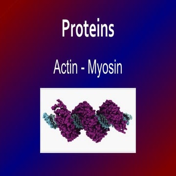 Actin & Myosin