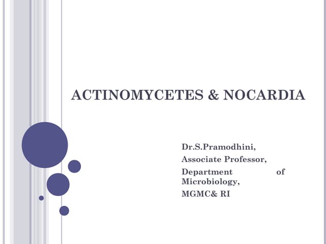 Actinomycetes