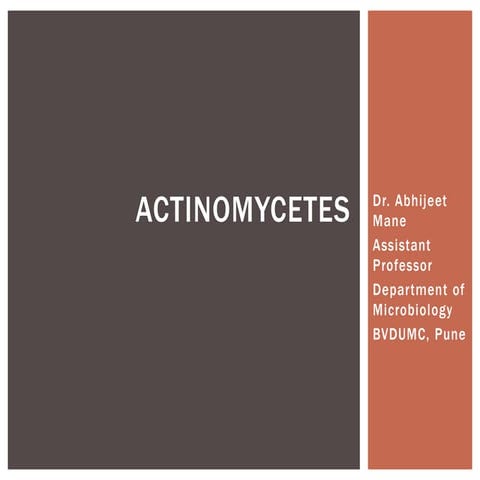 Actinomycetes