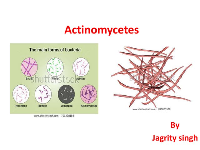 Actinomycetes