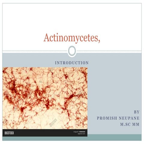 Actinomycetes,