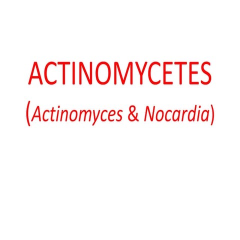 Actinomycetes