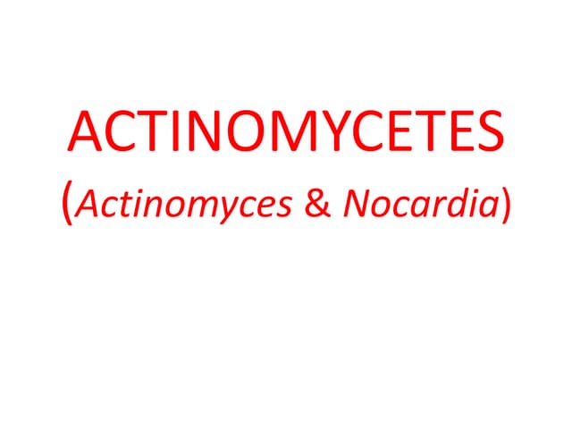 Actinomycetes