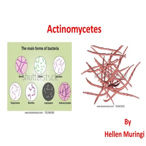 actinomycetes bacteria lecture / teaching notes
