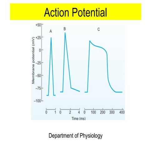 action potential and properties.....pptx