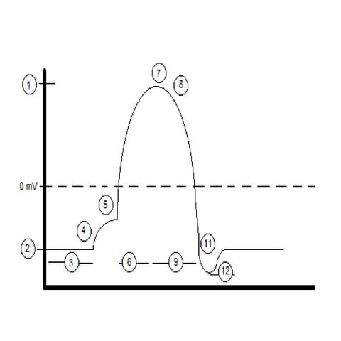 Action potential | PPTX