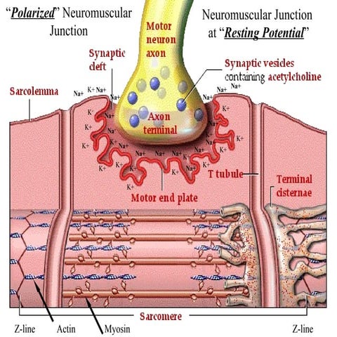 Action potential notes