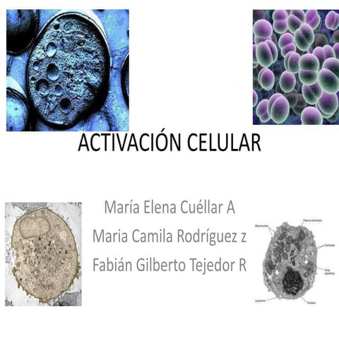 Activación celular