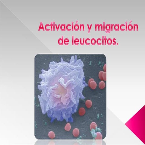 Activación y migración de leucocitos1mayra