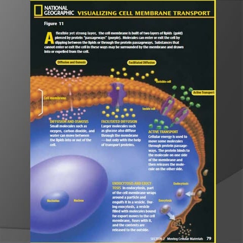 Active and passive transport