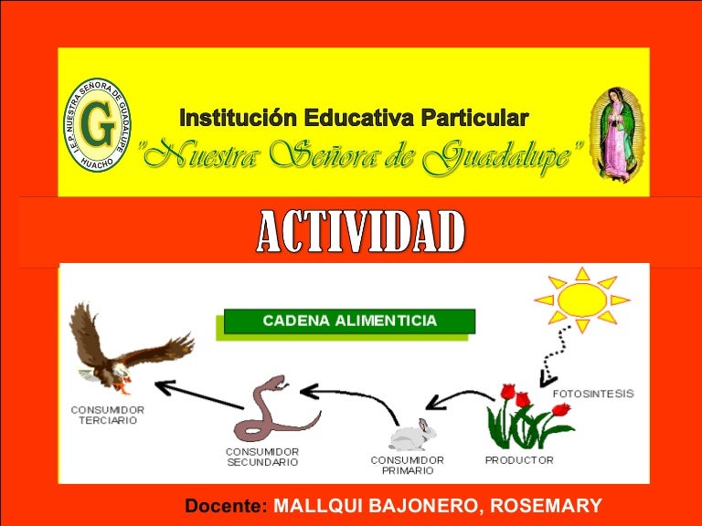 Actividad cadena alimenticia