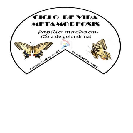 actividad ciclo de vida de las mariposas